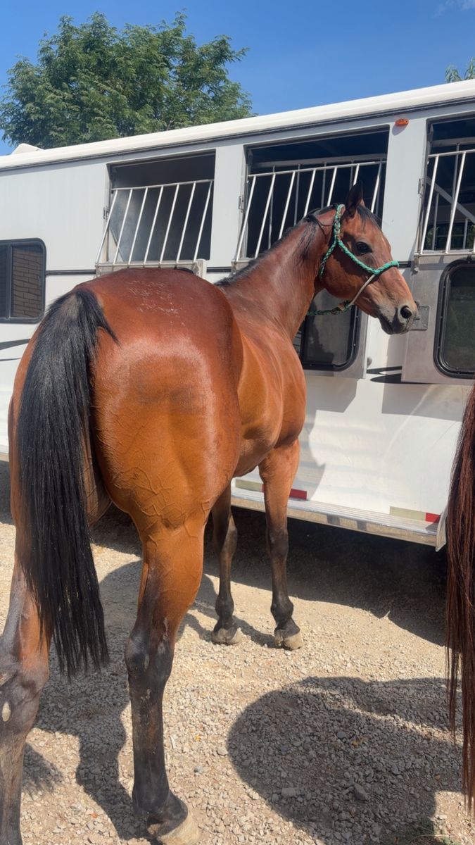2D/3D barrel horse