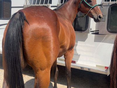2D/3D barrel horse