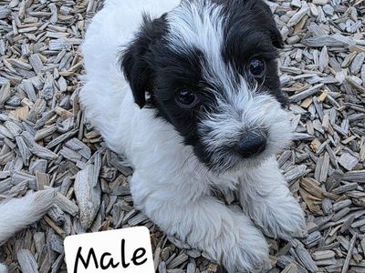 yorkie poodles puppies for sale
