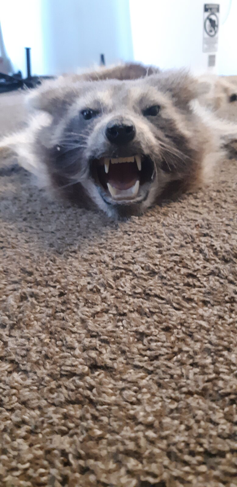 Raccoon Rug