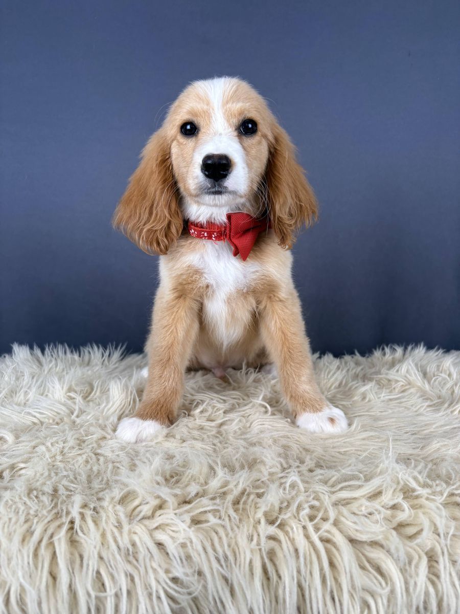 Hook -3.5 mo Golden Cocker Retriever (Male)
