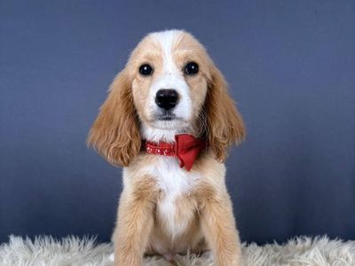 Hook -3.5 mo Golden Cocker Retriever (Male)