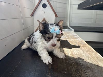 Tiny Female Yorkies puppy