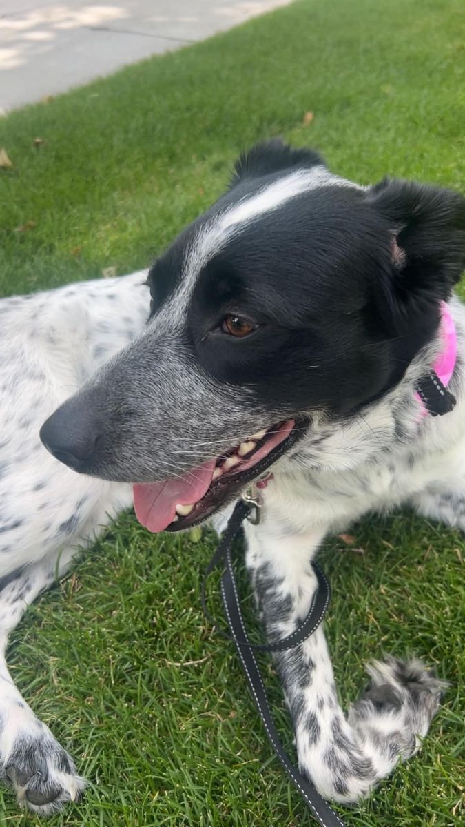 Pyrenees/Heeler/Collie Mix