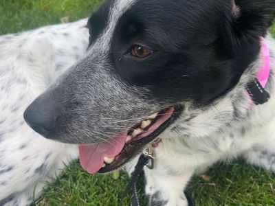 Pyrenees/Heeler/Collie Mix