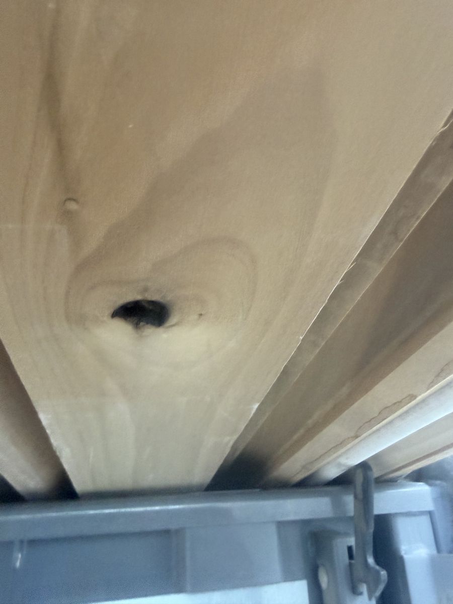 2x6 Poplar
