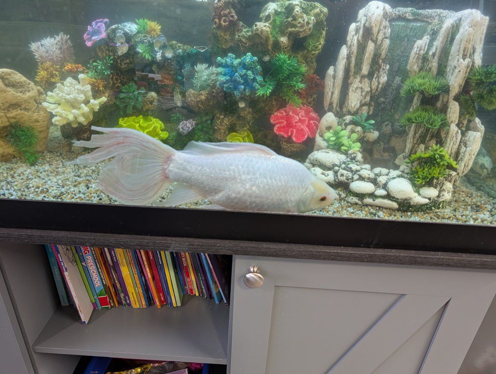 really big gold fish