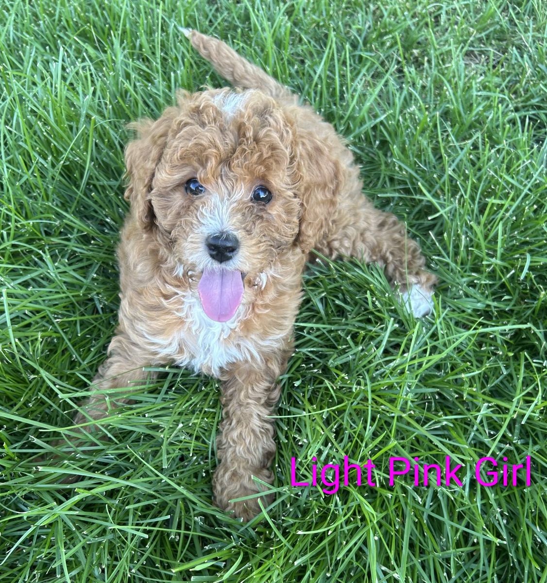 Mini Goldendoodle Puppies