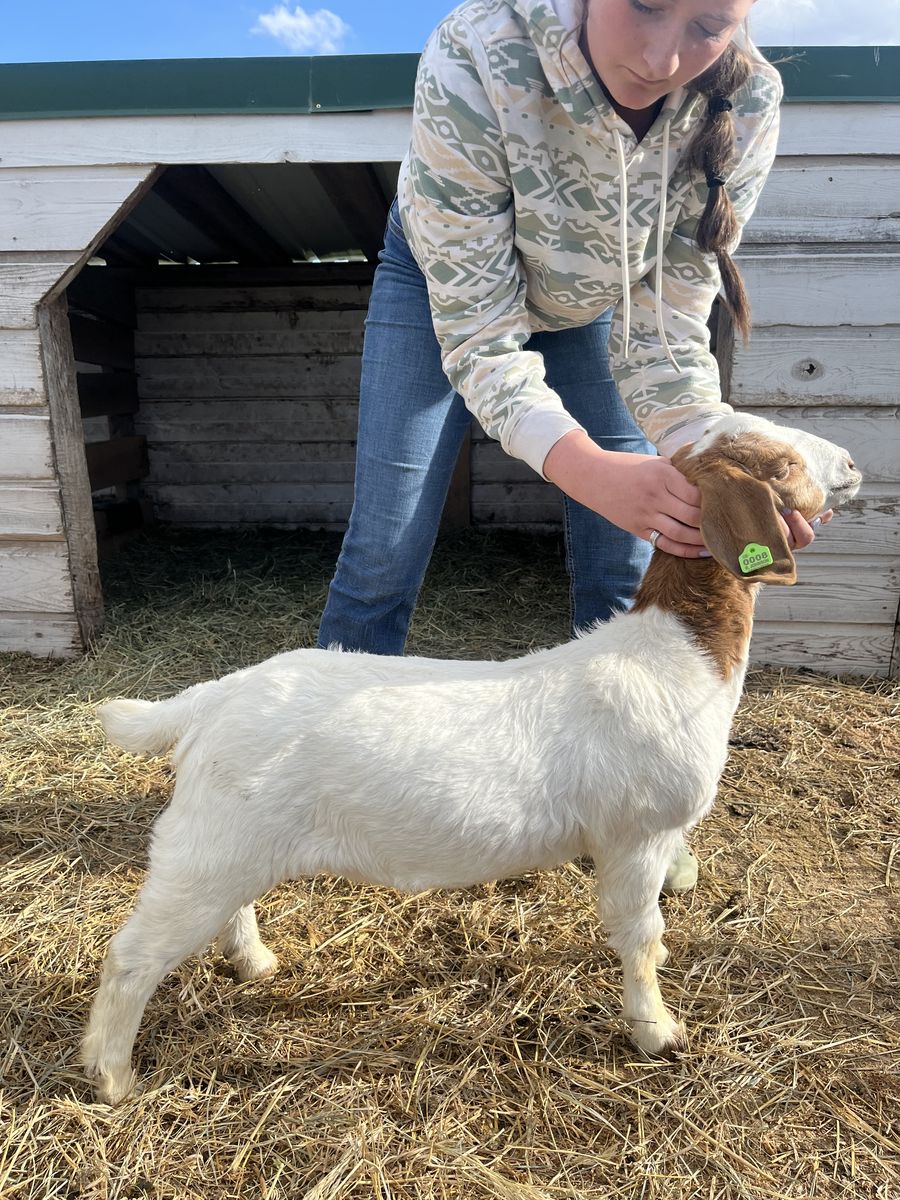 Boer Goat