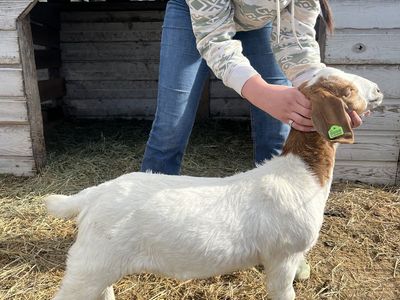 Boer Goat