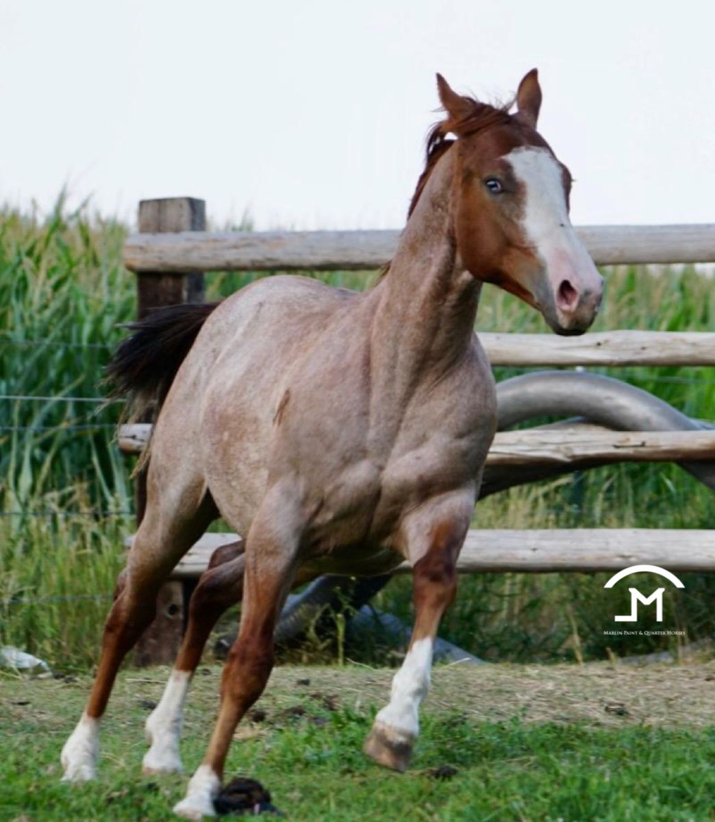AQHA-APHA SW1 2024 Colt