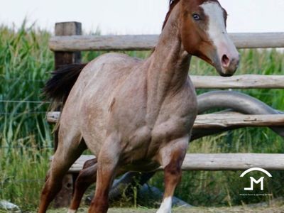 AQHA-APHA SW1 2024 Colt