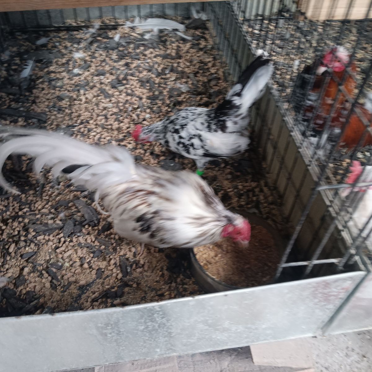 Azteca Domino pair.  Excellent quality pair.