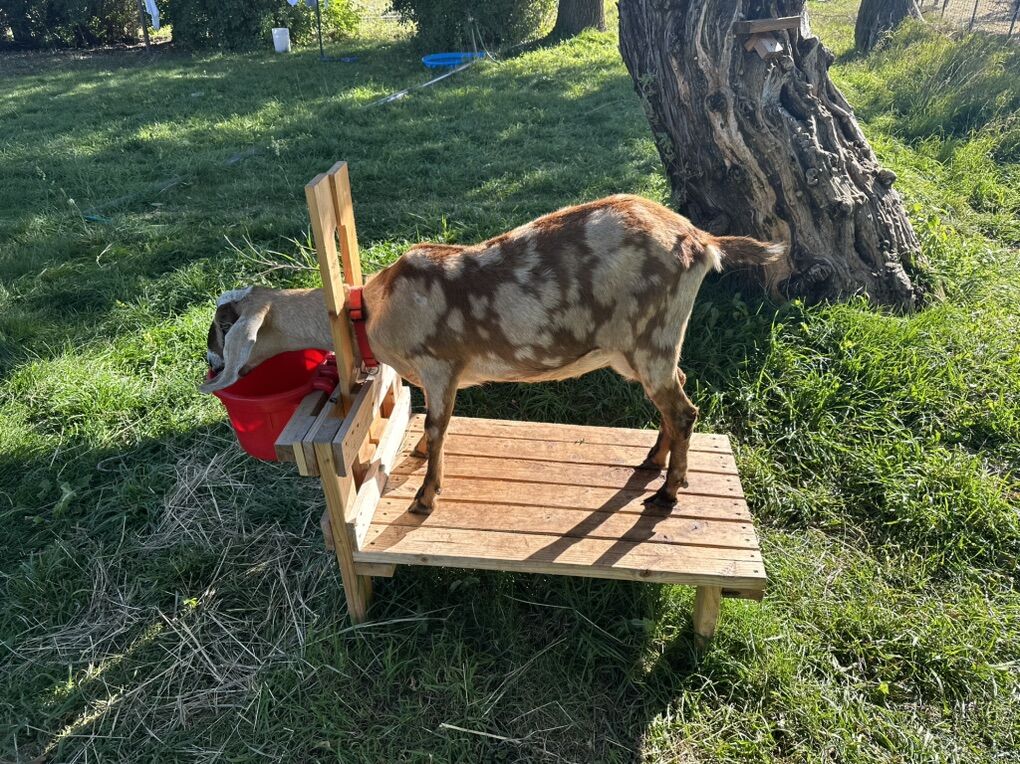 Goat Milking Stands