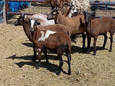 Barbado Rams