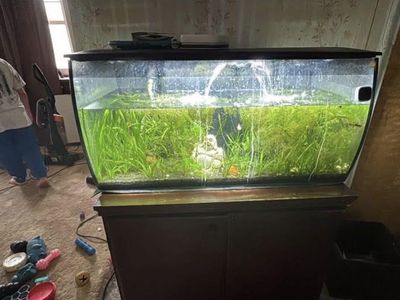 Fluval Smart Aquarium Setup – 32 Gallon