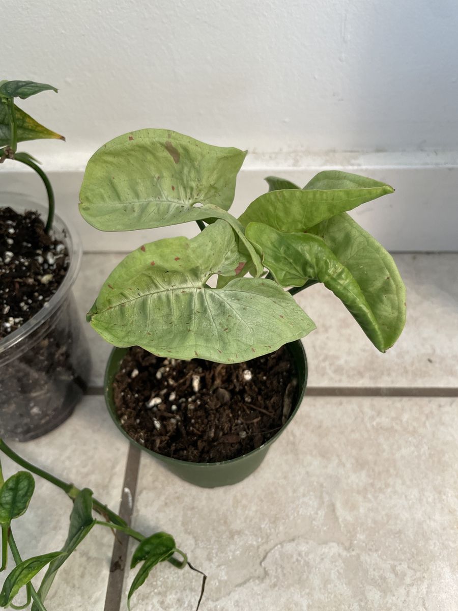 Main image 3