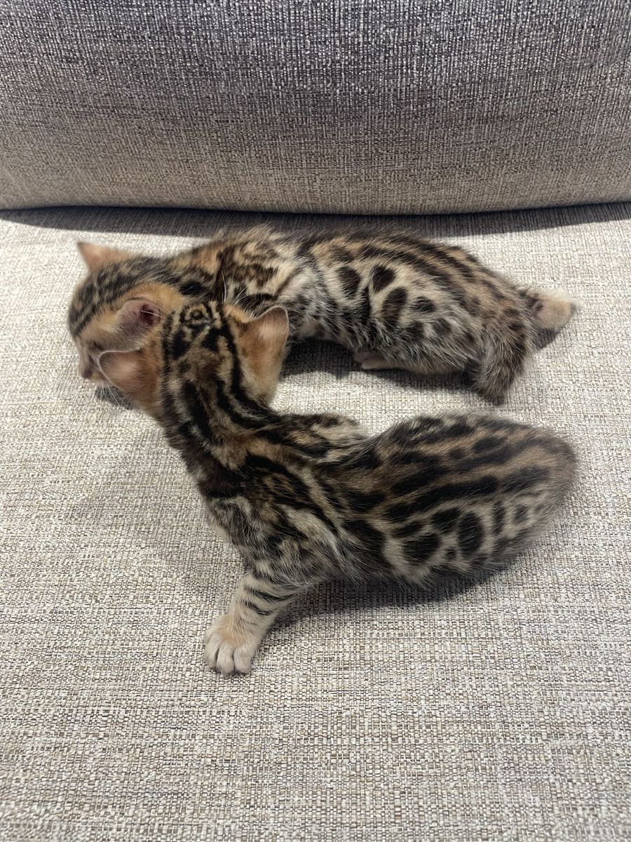 Rosetted F5 Bengal Kittens
