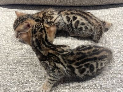 Rosetted F5 Bengal Kittens