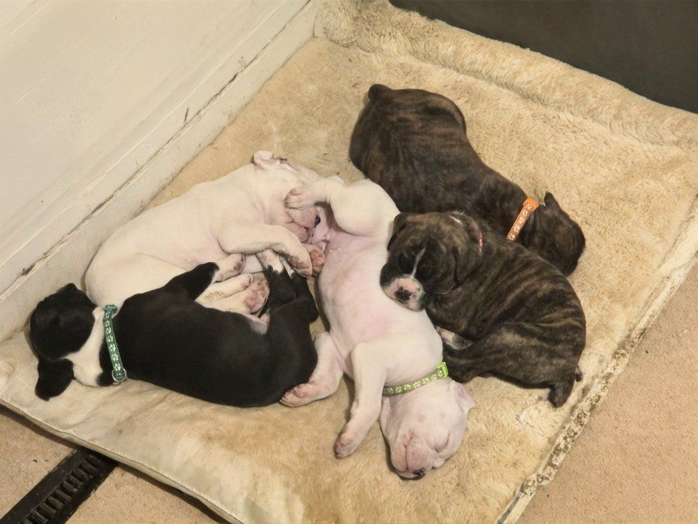 Boxer Puppies for Sale