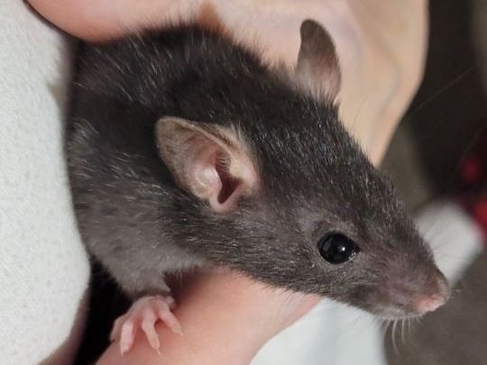 2 Adorable Baby Pet Rats $15 each/$25 for pair