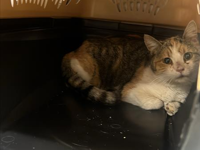 Hello my name is Chippy