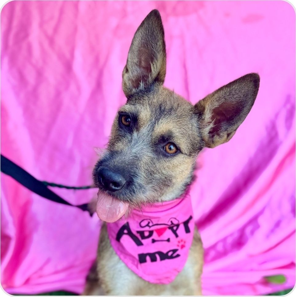 Kenzi- Terrier/Schnauzer Mix