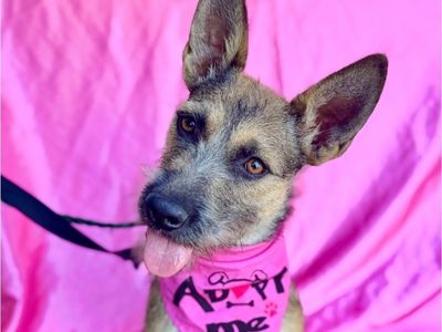 Kenzi- Terrier/Schnauzer Mix