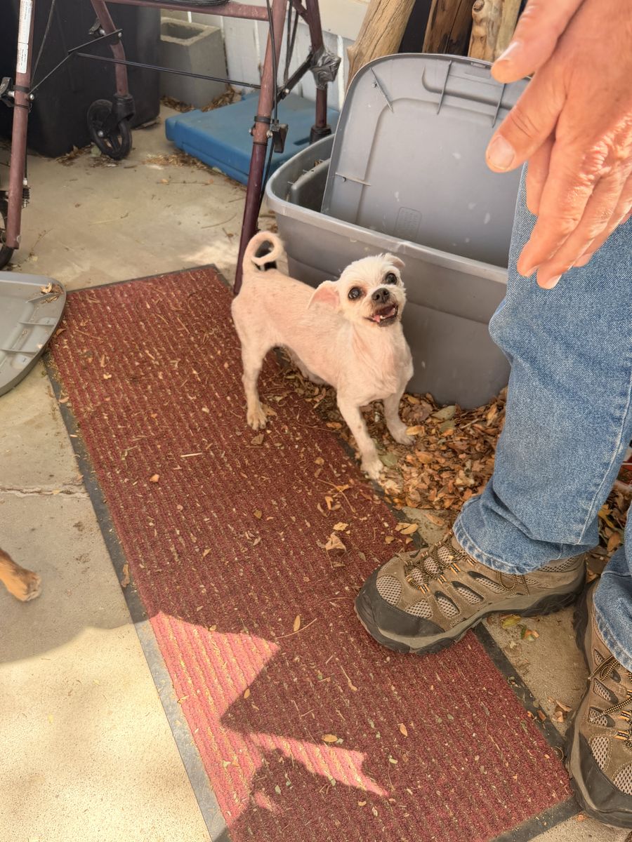 Shih Tzu