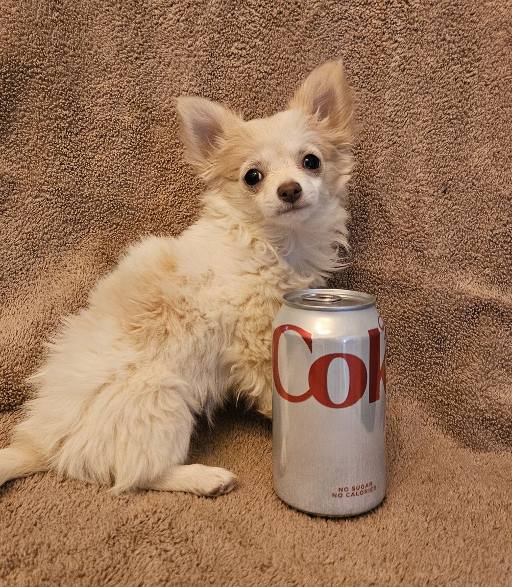 Tiny chihuahua girl