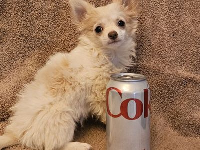 Tiny chihuahua girl