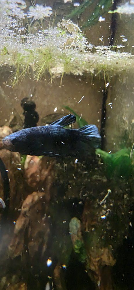 Blue Short Finned Male Betta