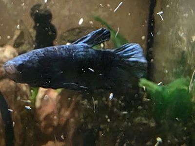 Blue Short Finned Male Betta