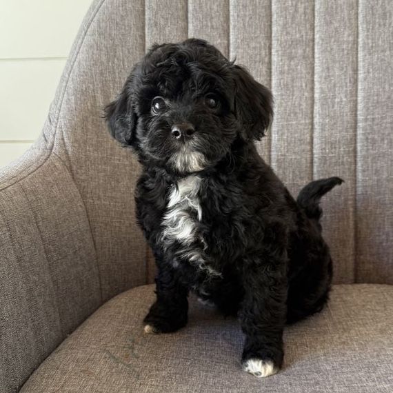 Mini Goldendoodle Puppies