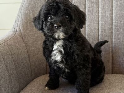 Mini Goldendoodle Puppies