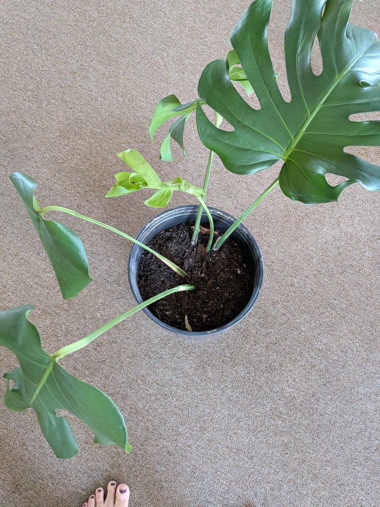 plants