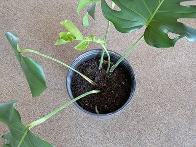 plants