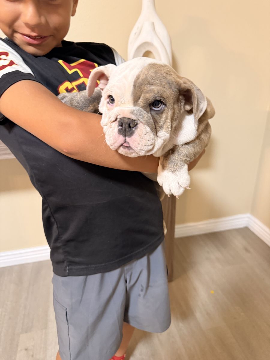 English bulldog puppies