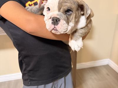 English bulldog puppies