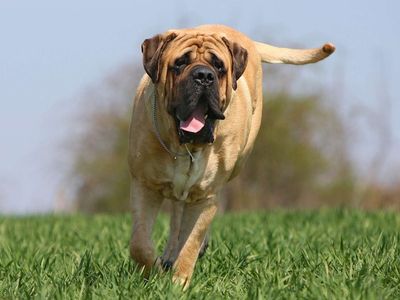 ISO/Seeking Stud - English Mastiff