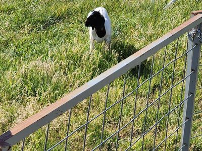 commercial Boer goat kids.