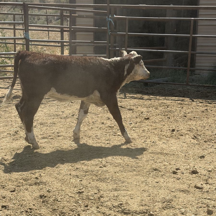 Hereford heifer 