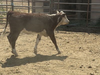 Hereford heifer