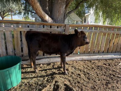Jersey/dexter 5 month old heifer