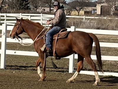 Ranch and Rope Horse
