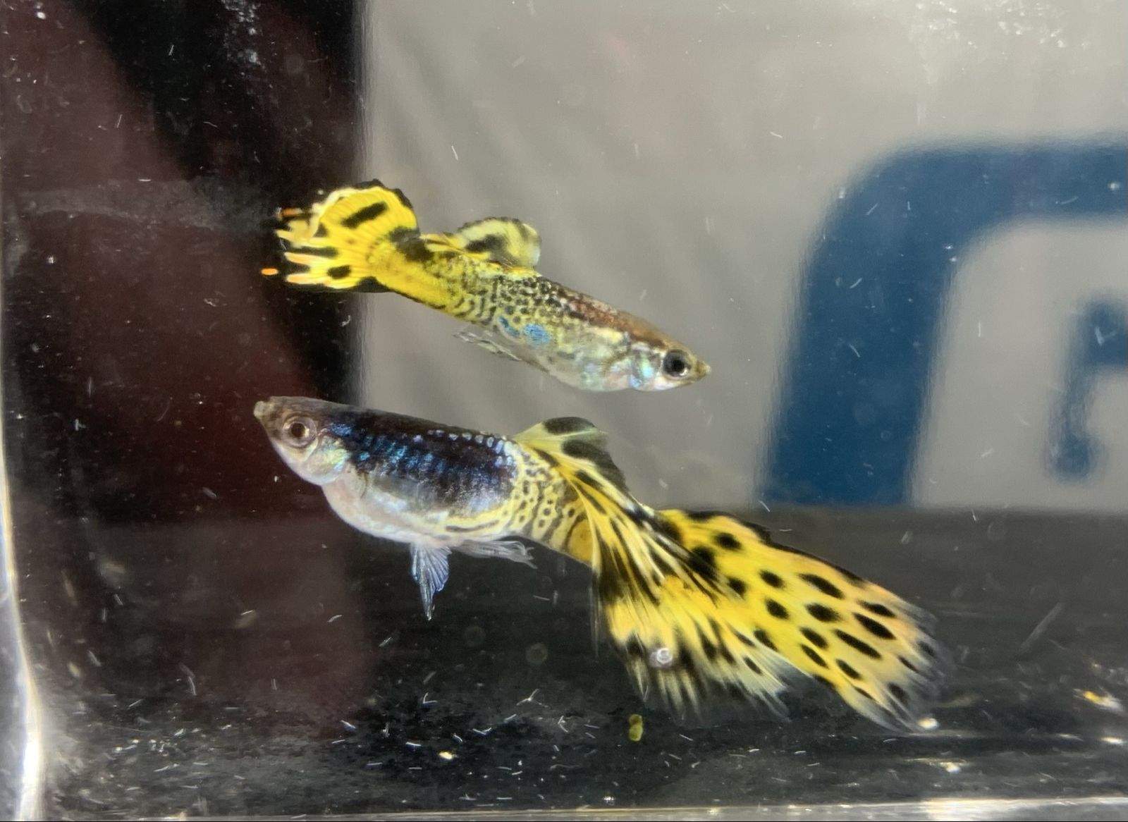 Two Male Cobra Guppies Yellow