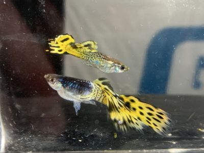 Two Male Cobra Guppies Yellow