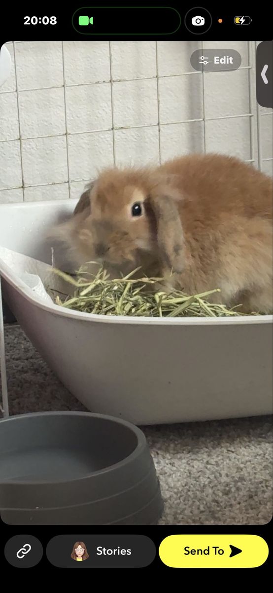Adorable Mini Lop Rabbits -give me an offer