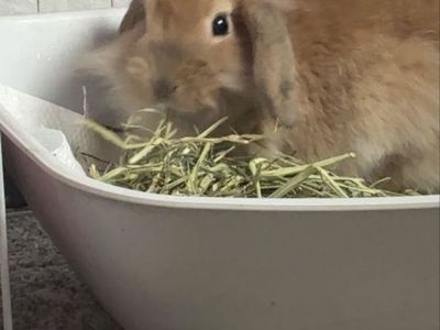 Adorable Mini Lop Rabbits -give me an offer