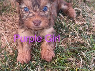 Yorkie Pups